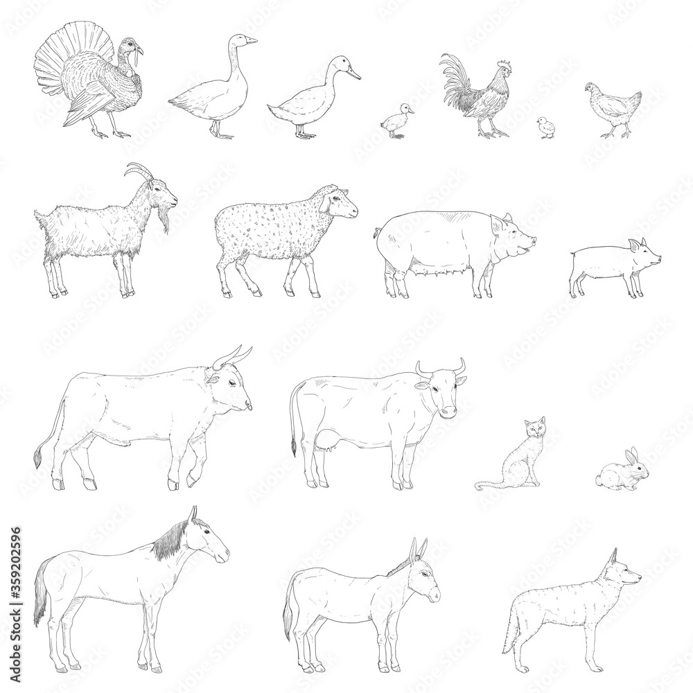 Vector Set of Sketch Farm Animals. Stock Vector | Adobe Stock