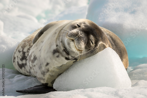 Crabeater seal resting on the sun in Antarctica