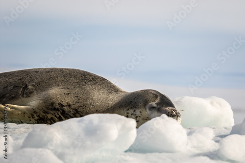 Crabeater seal warms up on the sun in Antarctica, close up