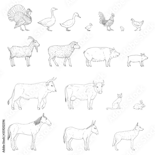 Vector Set of Sketch Farm Animals.