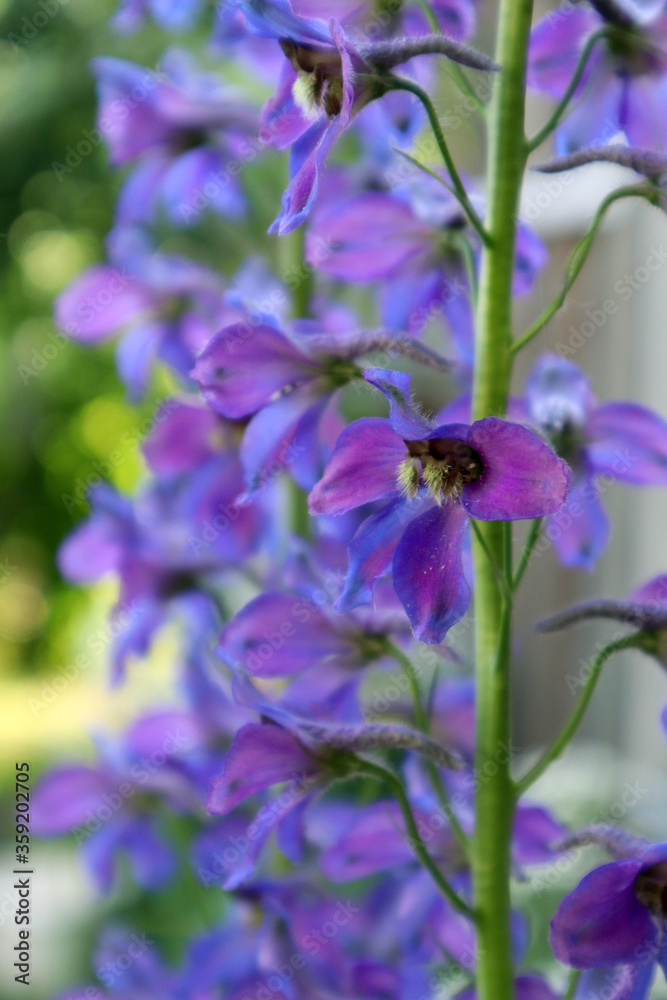 Blue delphinium flowers in the garden Blue delphinium flowers in the garden