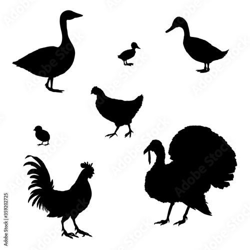 Vector Set of Silhouette Poultry.