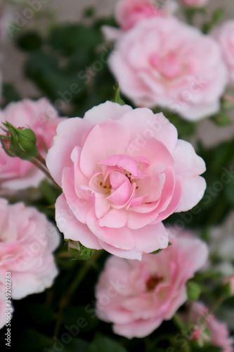 Pink rose flowers in the garden