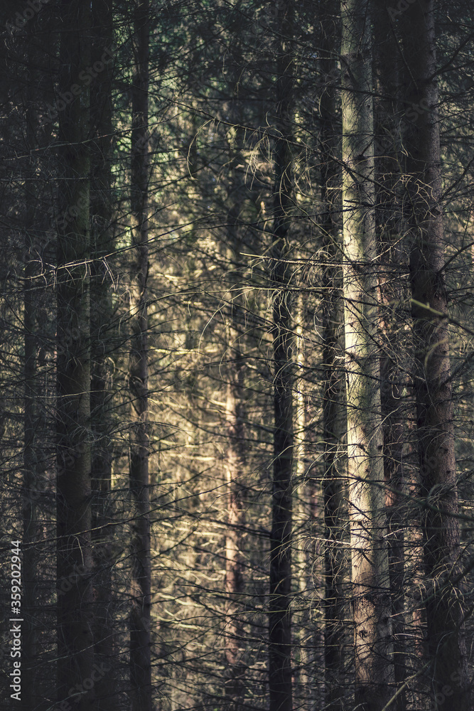 Obraz premium ciemny las