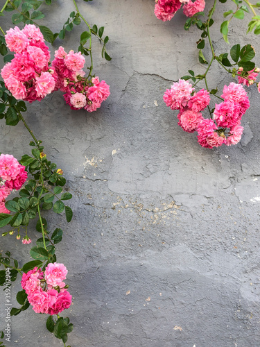 pink wild roses over stucco wall with copy space