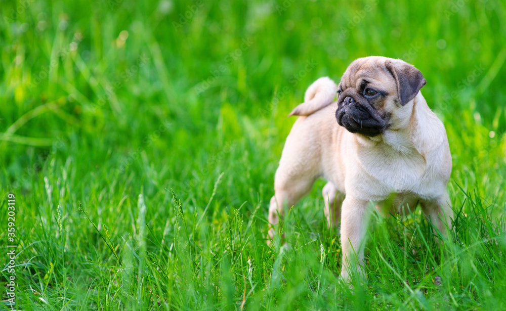 A puppy puppy stands in the park on the grass in the summer and looks towards the empty space. Place for text.