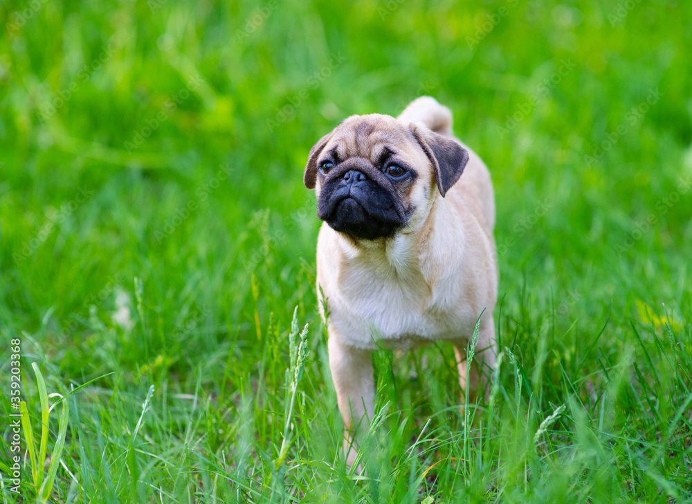 A puppy puppy stands in the park on the grass in the summer and looks thoughtfully into the distance
