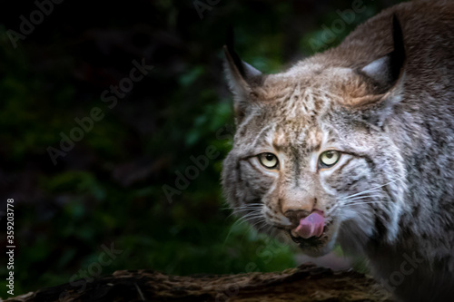 a bobcat licking its mouth © Ralph Lear