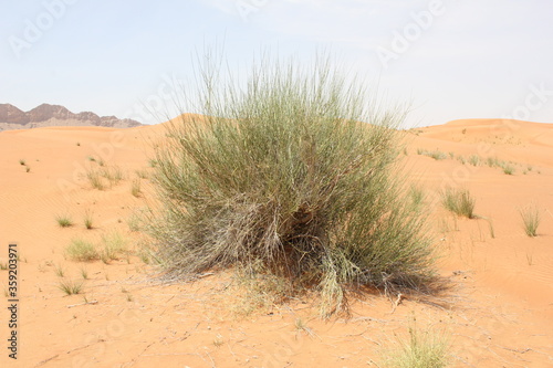 Hot and arid desert sand dunes terrain in Sharjah emirate in the United Arab Emirates. The oil-rich UAE receives less than 4 inches of rainfall a year and relies on water from desalination plants.