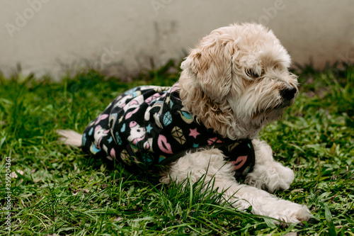 Cute dog