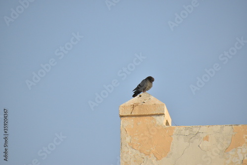 Rock Pigeon standing on the wall.Rock dove. © Amel