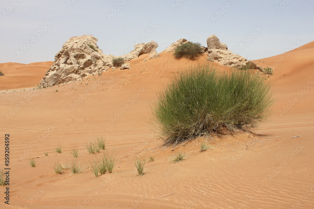 Hot and arid desert sand dunes terrain in Sharjah emirate in the United Arab Emirates. The oil-rich UAE receives less than 4 inches of rainfall a year and relies on water from desalination plants. Hot and arid desert sand dunes terrain in Sharjah emirate in the United Arab Emirates. The oil-rich UAE receives less than 4 inches of rainfall a year and relies on water from desalination plants.