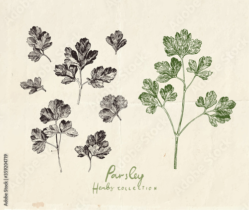 Close up illustration of parsley herb, vintage hand drawn parsley leaves