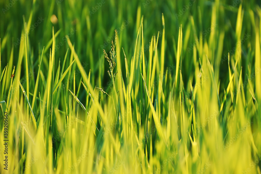 Obraz premium Grass green colors in sun light