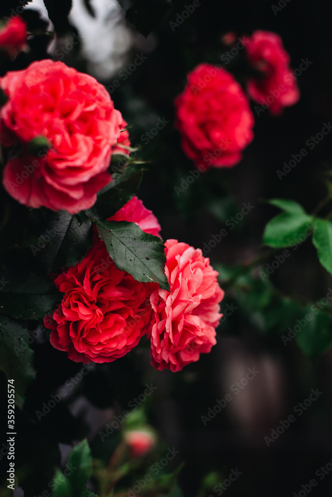 Garden red roses bloomed in the garden on a summer morning. The smell of flowers. Summer. Greens. Beauty. Garden red roses bloomed in the garden on a summer morning. The smell of flowers. Summer. Greens. Beauty.