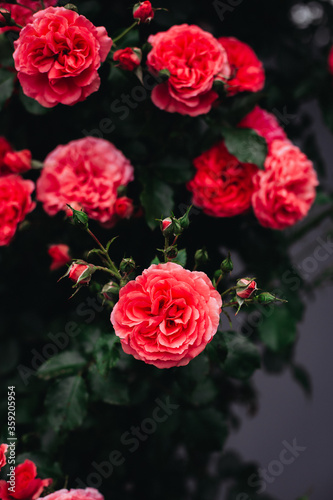 Garden red roses bloomed in the garden on a summer morning. The smell of flowers. Summer. Greens. Beauty. © Irina