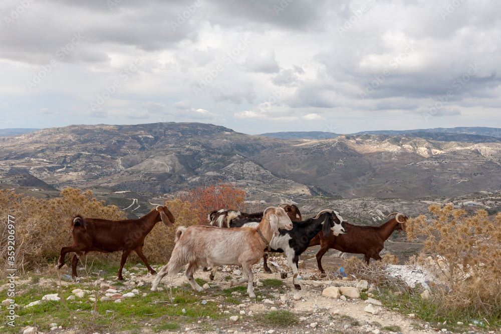 Obraz premium Ziegen (Capra) im Troodos-Gebirge, Zypern