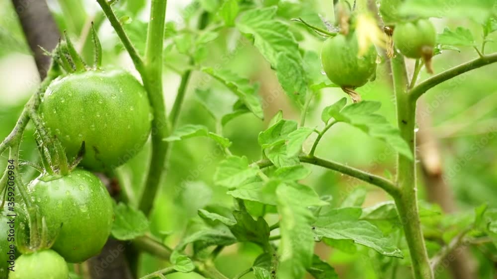 Green tomatoes in vegetable garden Green tomatoes in vegetable garden
