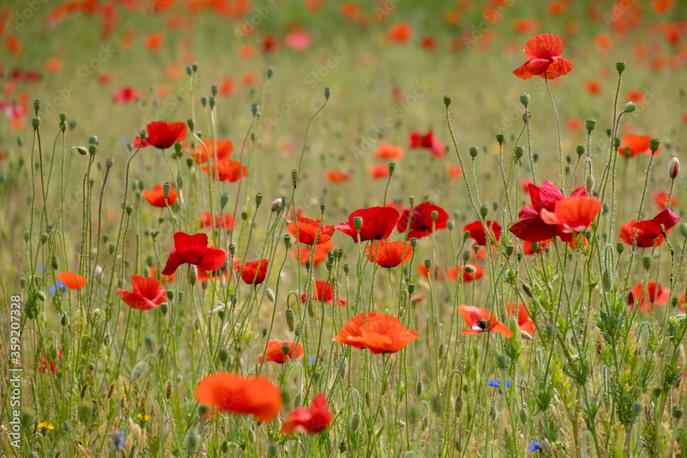 Fototapeta premium Klatschmohnfeld (Papaver rhoeas)
