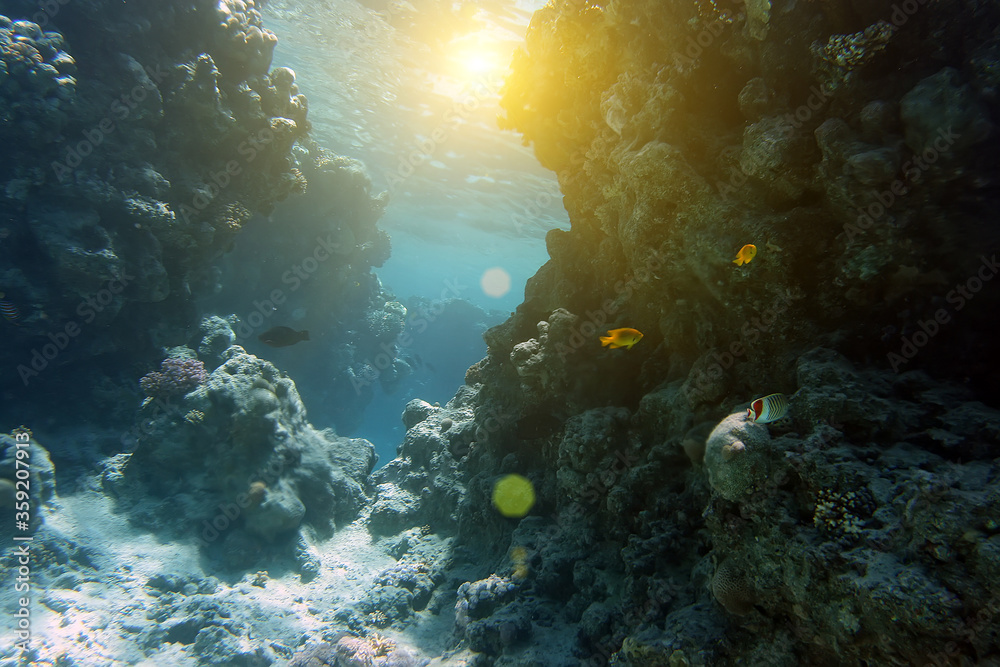 Fototapeta premium Coral and fish in the Red Sea.Egypt