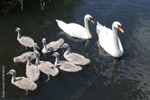 swans on the lake © Renata