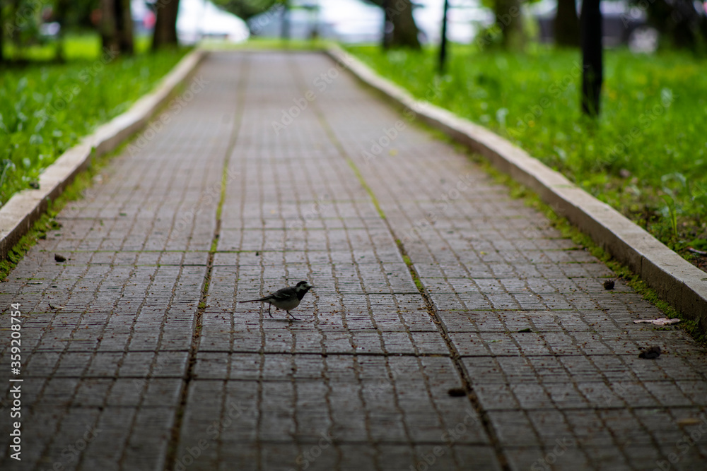 dark bird walks along the path in the park