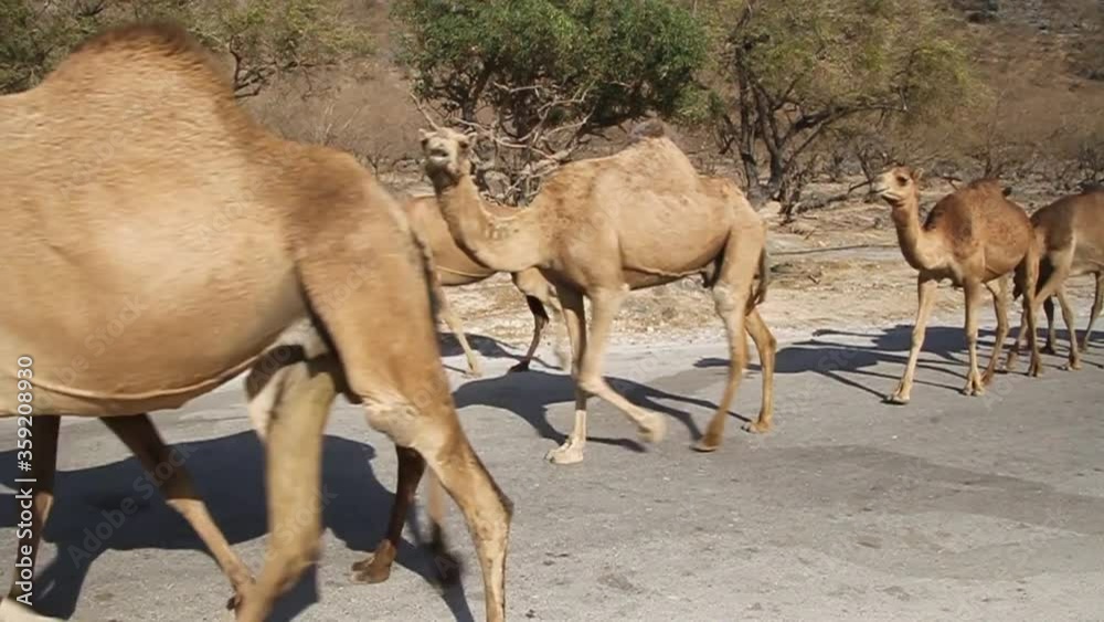 Camels on a road in Wadi Dharbat near Salalah, Oman Camels on a road in Wadi Dharbat near Salalah, Oman
