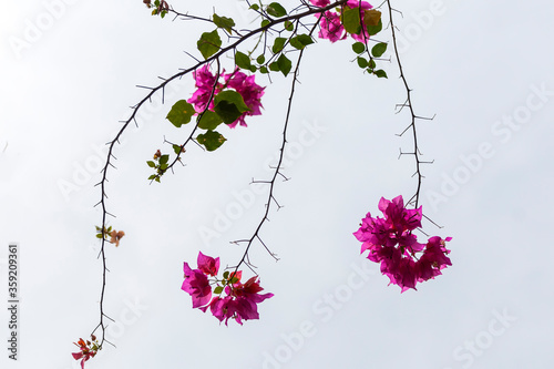 Canvas Print C-0074 flower
Photographed in northern India in April 2019.
