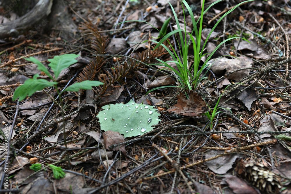 forest landscape with grass leaves and trees forest landscape with grass leaves and trees