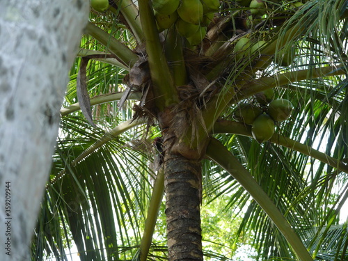 Sri Lanka photo