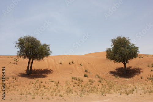 Drought-resistant evergreen  Ghaf  trees  Prosopis cineraria  in desert sand dunes in Sharjah  United Arab Emirates. These are the only trees that can survive the harsh arid desert conditions. 