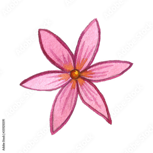 Watercolor flower isolated on white background. Hand drawn aquarelle illustration. Beautiful botanical drawing. Colorful pink flower head