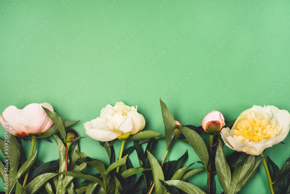 Fototapeta premium Stunning Pink and White Peonies on Green Background Summer Flower Background Top View Horizontal