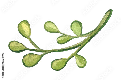 Watercolor brach with leaves isolated on white background. Hand drawn aquarelle illustration. Beautiful botanical drawing