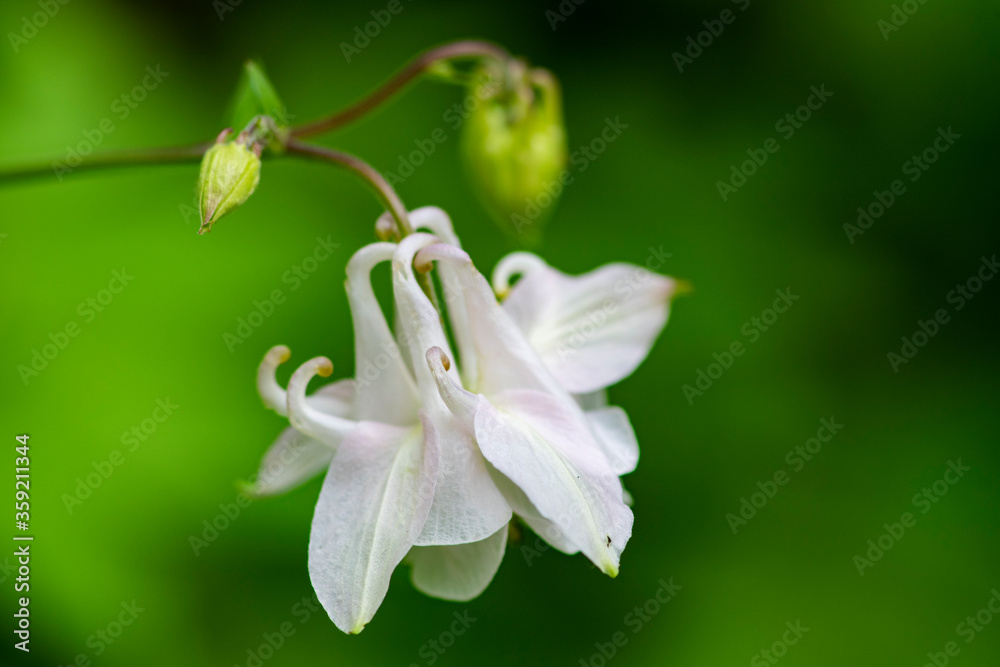 wildflowers after rain on a green background wildflowers after rain on a green background