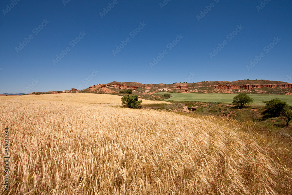 wheat fields and the sierra de armantes in the background wheat fields and the sierra de armantes in the background