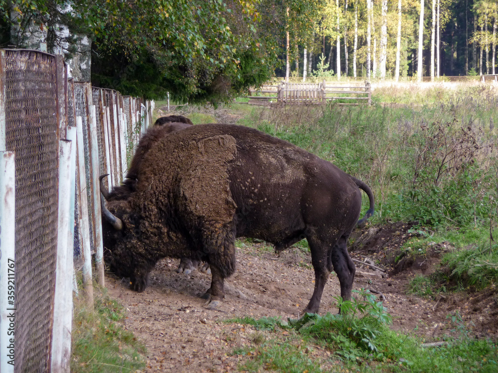 bison bison