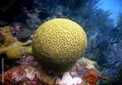 underwater coral reef caribbean sea Venezuela