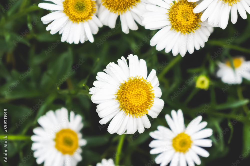 Full Bloom of Chamomile Flowers Summer Flowers Background Horizontal Full Bloom of Chamomile Flowers Summer Flowers Background Horizontal