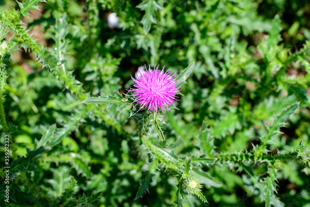 Delicate pink and purple flowers of Carduus nutans plant, commonly known as musk or nodding plumeless thistle, in a garden in a sunny summer day, national flower and symbol of Scotland, United Kingdom Delicate pink and purple flowers of Carduus nutans plant, commonly known as musk or nodding plumeless thistle, in a garden in a sunny summer day, national flower and symbol of Scotland, United Kingdom
