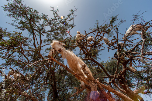 goats on an organ tree in Morocco