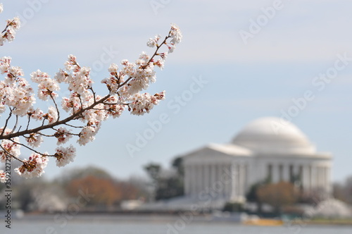 Primavera de cerezos en Washington, DC