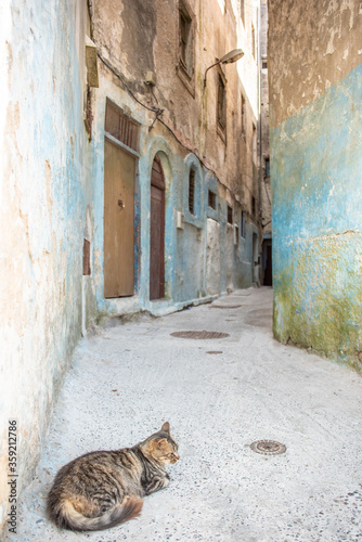 Cat sunbathing in Essaouira Morocco  © Cristina