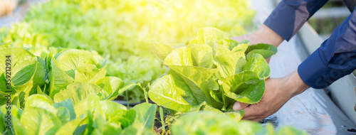 Εκτύπωση καμβά Closeup hands young man farmer checking and holding fresh organic vegetable in hydroponic farm, cultivation green cos for harvest agriculture with business, healthy food concept, banner website