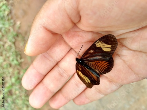 borboleta na mão, butterfly