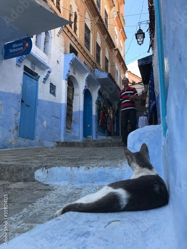 cat on the blue streets of Chefchaouen, morocco in july 29 2019 © MOUAD