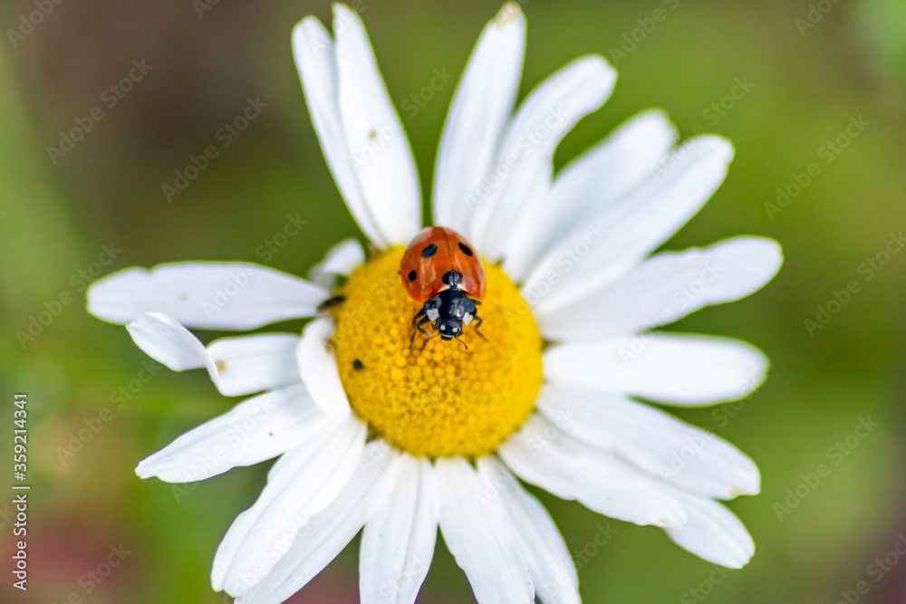Cute little ladybug with red wings and black dotted hunting for plant louses as biological pest control for organic farming with natural enemies reduces agriculture pesticides and talisman of luck Cute little ladybug with red wings and black dotted hunting for plant louses as biological pest control for organic farming with natural enemies reduces agriculture pesticides and talisman of luck