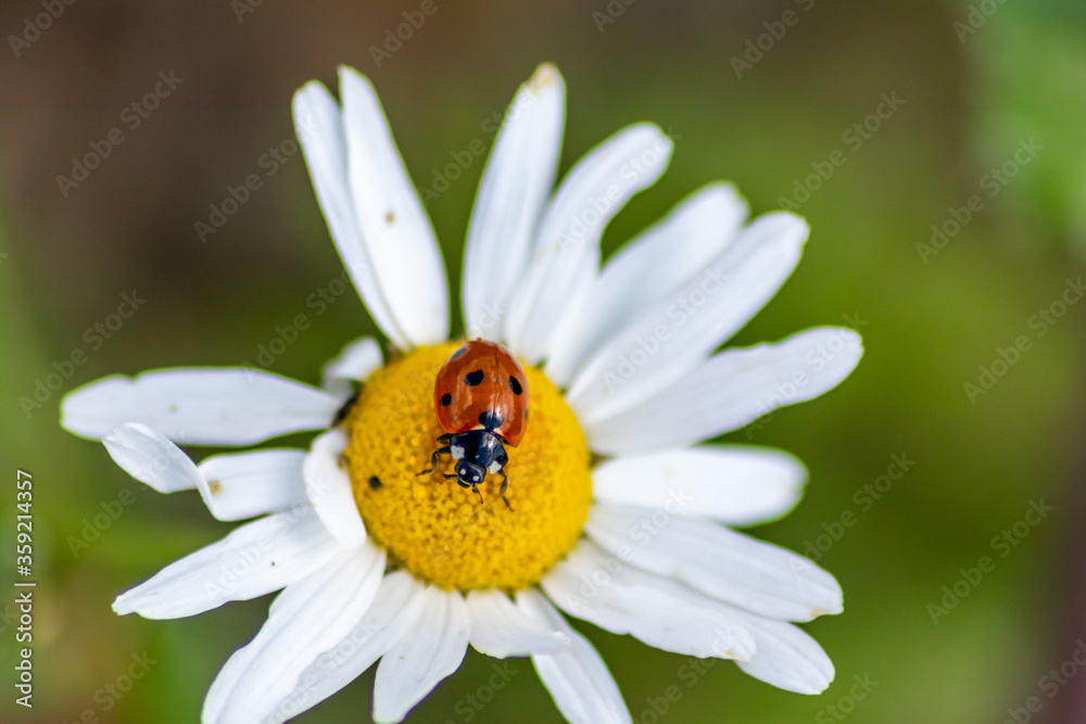 Cute little ladybug with red wings and black dotted hunting for plant louses as biological pest control for organic farming with natural enemies reduces agriculture pesticides and talisman of luck Cute little ladybug with red wings and black dotted hunting for plant louses as biological pest control for organic farming with natural enemies reduces agriculture pesticides and talisman of luck