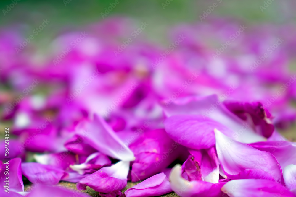 Obraz premium Pink beautiful rugosa rose petals