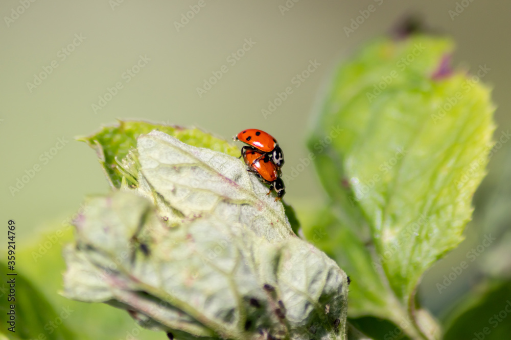 Fototapeta premium Pair of ladybugs having sex on a leaf as couple in close-up to create the next generation of plant louse killers as natural pest control in agriculture with a bokeh background and copy space
